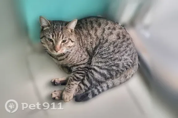 Найдена кошка, Якутск, фото: Найдена кошка, Якутск, Бестужева-Марлинского, д. 12 — подкинули в подъезде №2