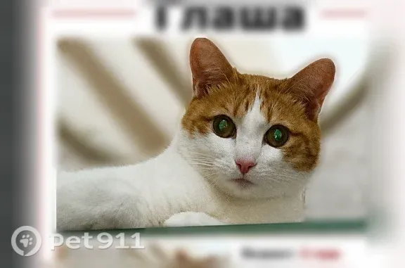 Кошки потеряшки, Сыктывкар, фото: Потеряшка кошка, Сыктывкар, Старовского, д. 38 — бело-рыжая, худенькая, очень пугливая