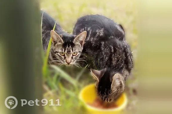 Кошки потеряшки, Сургут, фото: Кошка ищет дом, Сургут, Взлетный, д. 9, Сургут — котики подростки до года, здоровые