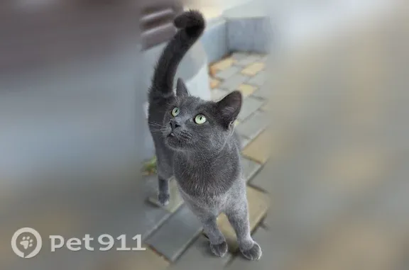 Найдена кошка, Майкоп, фото: Найдена кошка, Майкоп, Пролетарская, д. 382 — серая, сидит возле магазина халяль
