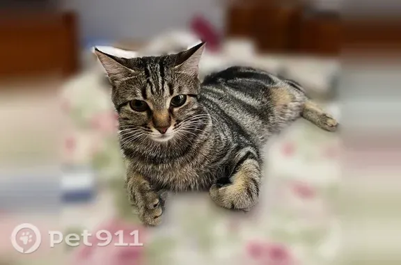 Пропала кошка, Циолковского, д. 18, Геленджик — разноцветный окрас, беспородная - photo