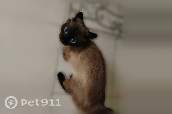 Найдена кошка, Якутск, фото: Найдена кошка, им. Д.Д.Красильникова, д. 3/2, Якутск — окрас как у тайских или сиамских кошек