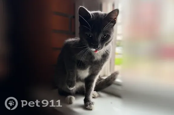 Найдена кошка, Кемерово, фото: Найдена кошка, Кемерово, Шахтеров, д. 97 — дымчатая с белыми пятнами на морде