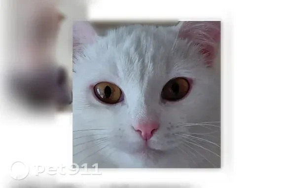 Пропала кошка, Казань, Меридианная, д. 30 — выпрыгнула из окна, белая - photo