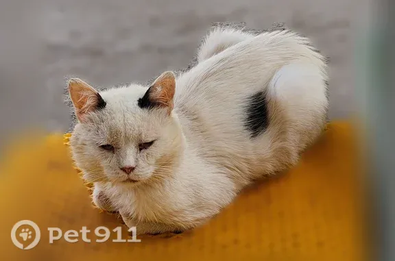 Найдена кошка, Оренбург, фото: Найдена кошка, Район Ленинский (г Оренбург), Мира, д. 16, Оренбург — белая с чёрным хвостиком, ослабленная, сейчас весит 4 кг