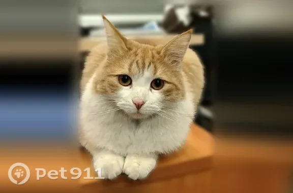 Пропала кошка, Балашиха, Звездная, д. 2А — рыже-белая, откликается на кличку Марик - photo
