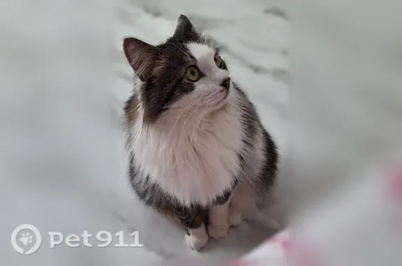 Пропала кошка, Родники, Невская, Родники — крупный кот, боится людей - photo
