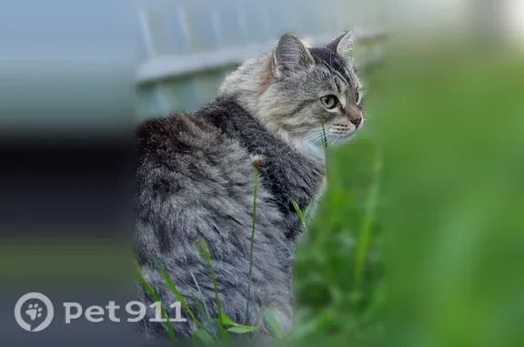 Пропала кошка, Поселок Пемба, Баженова, д. 4 — ласковый, не пугливый кот - photo
