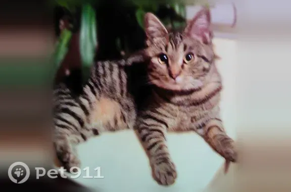 Пропала кошка, Гуково, Гагарина, д. 28 — пугливая, улицы не знает - photo