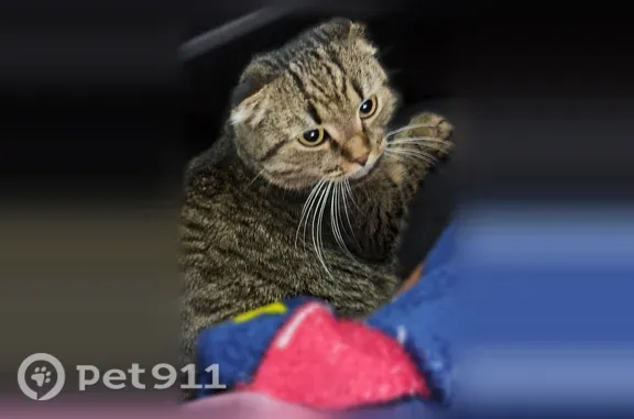 Пропала кошка, Деревня Большие Плоты — шотландская вислоухая Буся, 7 лет - photo