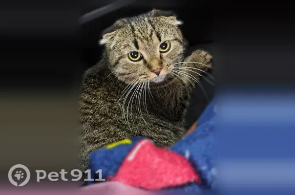 Пропала кошка, Деревня Большие Плоты — шотландская вислоухая Буся, 7 лет - photo