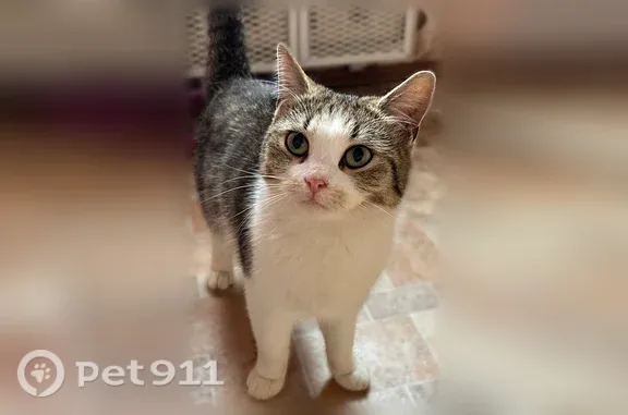 Найдена кошка, Киров, фото: Найдена кошка, Олега Кошевого, д. 8, Киров — очень ласковая, приучена к лотку