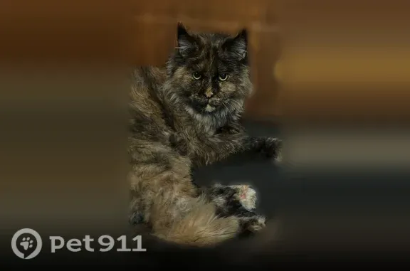 Пропала кошка, Деревня Алексеевка, Луговая, д. 24, Киселевск — разноцветная, 6 лет - photo