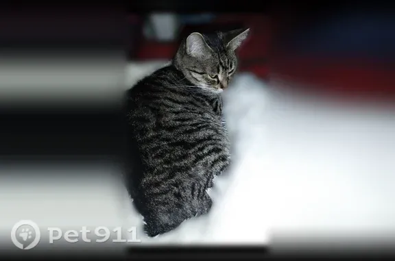 Пропала кошка, Краснодар, Советская, д. 32 — не очень ручная, откликается на Дося - photo