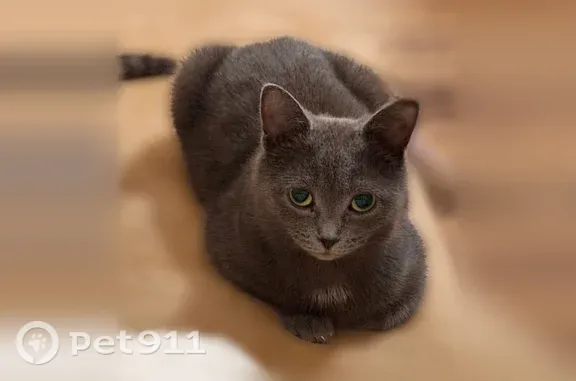 Пропала кошка, Рязань, Михайловское, д. 1 — темно-серая, вес 2,5 кг, отзывается на кличку - photo