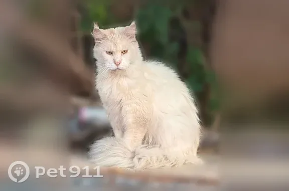 Найдена кошка, Самара, фото: Найдена кошка, Ново-Садовая, д. 181, Самара — мейн-кун, ласковая