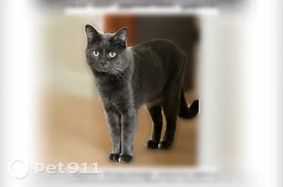 Пропала кошка, Село Перевальное — молодой, полностью серого окраса, светло-жёлтые/зеленоватые глаза - photo