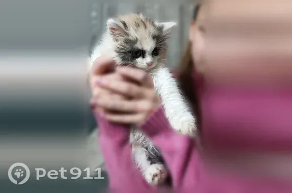 Пропала кошка, Гуково, Шахтерская, д. 52 — разноцветная - photo