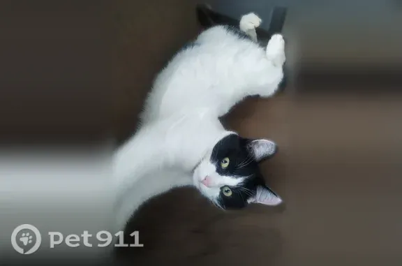 Пропала кошка, Ярославль, Кленовая, д. 2 — молодой котик, пугливый - photo