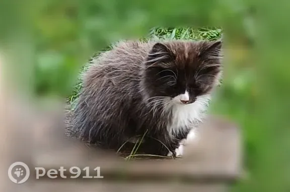 Кошка ищет дом, Микрорайон Заречный (г Скопин), Скопин — 11 кошек, разные окрасы и возраст - photo