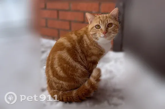 Пропала кошка, Мелеуз, Бабича — рыжая с белым, оранжевые глаза - photo
