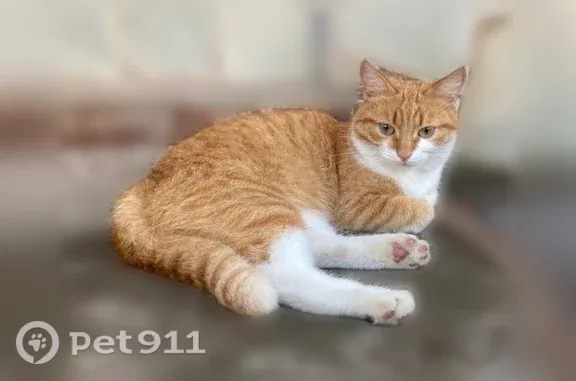 Пропала кошка, возле Калинина 81, Салават — небольшого размера - photo