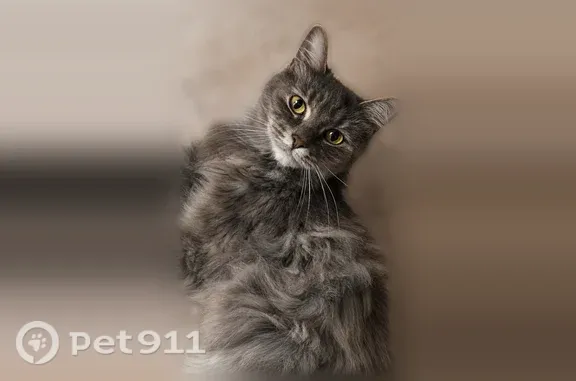 Найдена кошка, Череповец, фото: Найдена кошка, Череповец, Городецкая, д. 15 — сильно плакала под машиной