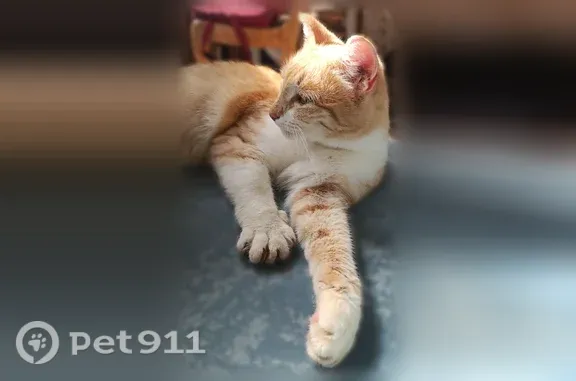 Найдена кошка, Нижний Новгород, фото: Найдена кошка, Бекетова, д. 52, Нижний Новгород — чистая, ухоженная