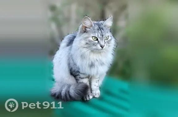 Пропала кошка, Мира, Электросталь — серая - photo