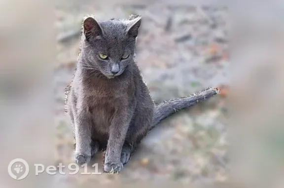 Найдена кошка, Курск, фото: Найдена кошка, Курск, 2-я Агрегатная, д. 43А — британский котёнок