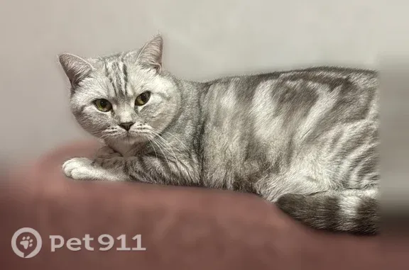 Найдена кошка, Зональная Станция, фото: Найдена кошка, Поселок Зональная Станция, Тихая, Зональная Станция — срочно ищем хозяев или передержку