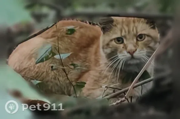 Найдена кошка, Ульяновск, фото: Найдена кошка, Аблукова, Ульяновск — очень пугливая, плачет в кустах