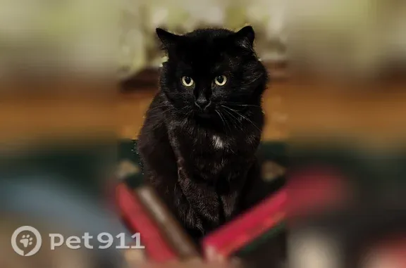 Пропала кошка, Поселок Ташенка — 7 лет, без ошейника - photo