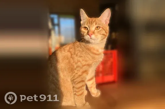 Объявления о пропавших и найденных животных, Красноуфимск, фото: Пропала кошка, Красноуфимск, Волжская — Маруся, рыжая, полосатая