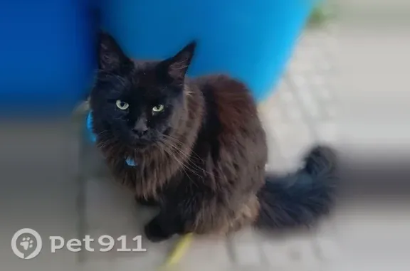 Пропала кошка, Поселок Игра, Стадионная, д. 1, Игра — черный мейн-кун - photo