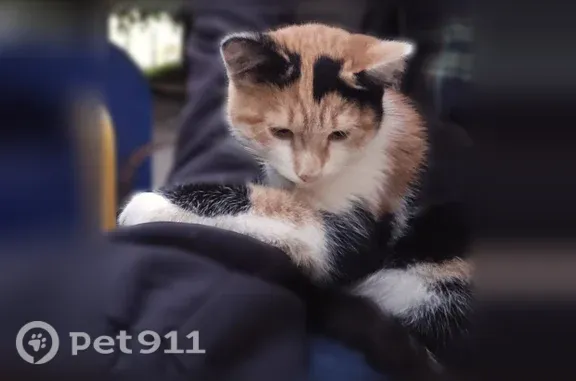 Найдена кошка, Тула, фото: Найдена кошка, Николая Руднева, Тула — котёнок 2–3 месяца, боится резких звуков