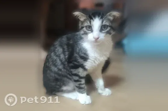 Пропала кошка, Ростов-на-Дону, 13-я линия, Ростов-на-Дону — белый, серый, 3 месяца - photo