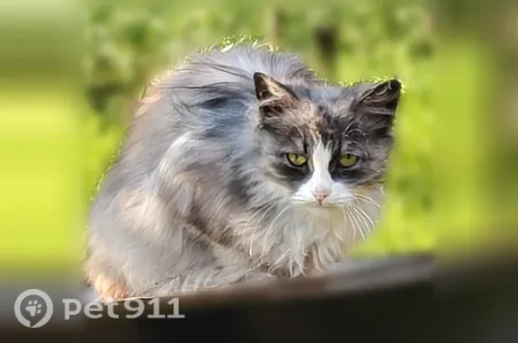 Найдена кошка, Деревня Три-Избы - photo