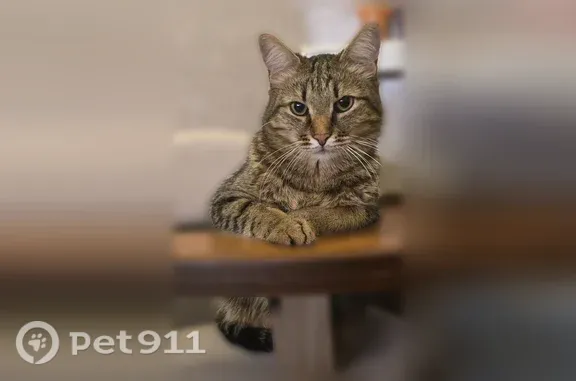 Пропала кошка, Район Ново-Переделкино (г Москва), Чоботовская, д. 15, Москва — серый с белым, худенькая - photo
