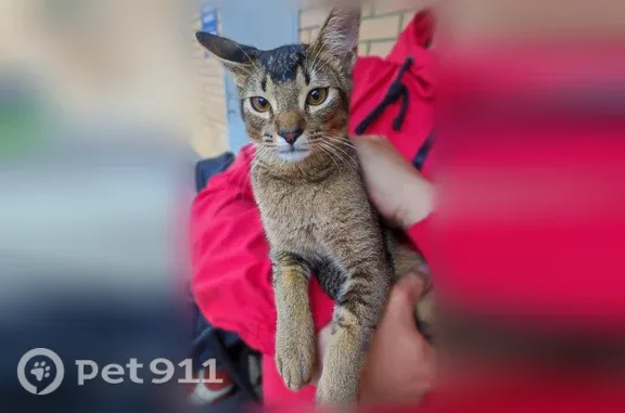 Найдена кошка, Ярославль, фото: Найдена кошка, Ярославль, 8 Марта, д. 3 3 — котенок, похожа на абиссинскую породу