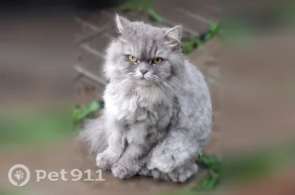 Пропала кошка, Район Курчатовский (г Челябинск), Челябинск — персидская, пугливая - photo