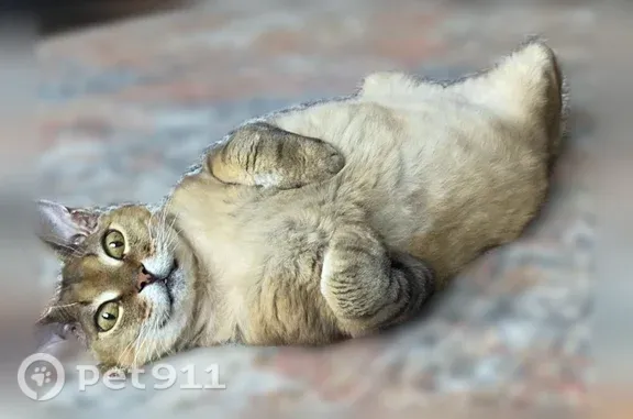 Кошки потеряшки, Новосибирск, фото: Потеряшка кошка, Новосибирск — лысая спина, тату в ухе