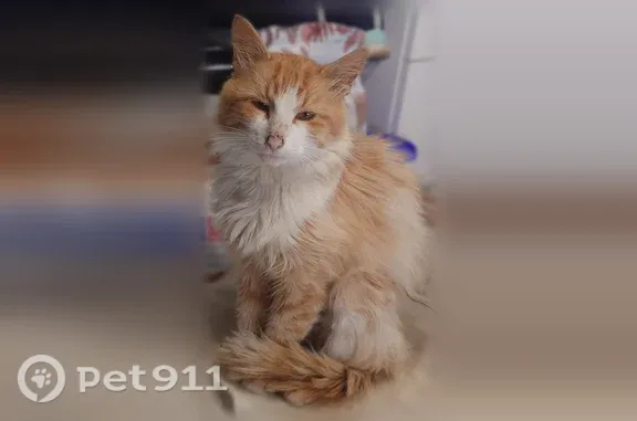 Найдена кошка, , фото: Найдена кошка, Деревня Мальцево — в зелёном ошейнике, сломан один клык