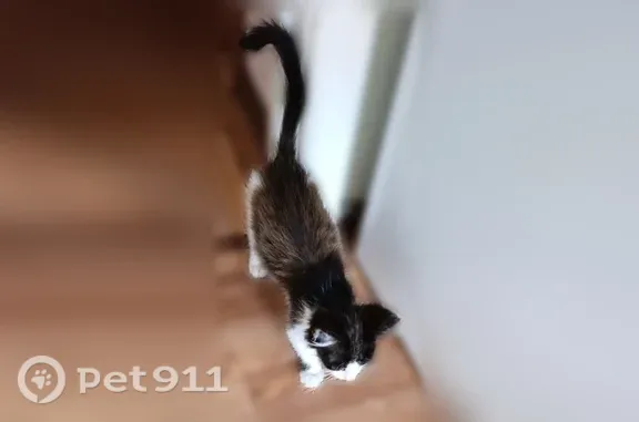 Кошка ищет дом, Анапа, Супсехское, д. 26 8 — ласковые котята, лоток знают - photo