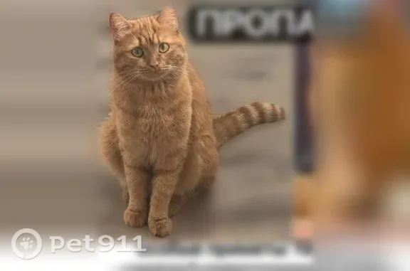 Пропала кошка, Рабочий поселок Роза (г Коркино), Партизанская, д. 33, Коркино - photo