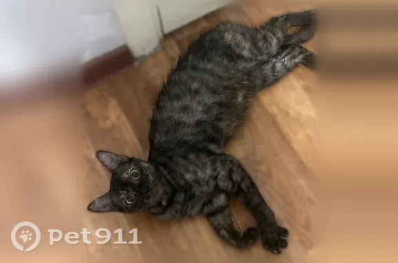 Найдена кошка, Краснодар, фото: Найдена кошка, Краснодар, им. Генерала Трошева Г.Н., д. 45 — молоденькая, громко мяукает