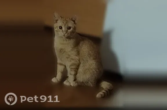 Кошки потеряшки, Уфа, фото: Потеряшка кошка, Район Демский (г Уфа), Мусы Джалиля, д. 72/1, Уфа — очень боится людей, пятнышко на глазу