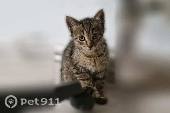 Найдена кошка, Казань, фото: Кошка ищет дом, Казань — котёнок с предприятия