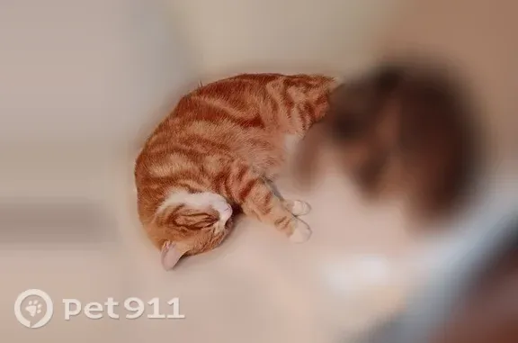 Пропала кошка, Ижевск — рыжая в полоску, короткий хвост - photo