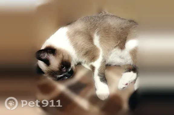 Найдена кошка, Краснодар, фото: Найдена кошка, Федоровская, Краснодар — трехцветный окрас и большие голубые глаза